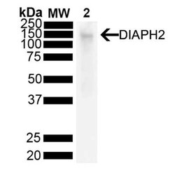 DIAPH-2 Antibody (V78 P3C10-D3), Novus Biologicals 100 &mu;g; Unconjugated:Antikörper